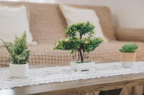 three potted trees sitting on a wooden table at Casa di levante - Glossa Skopelos in Loutraki