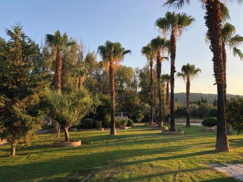 a group of palm trees in a park at Evia Palm Beach Villa in Politiká
