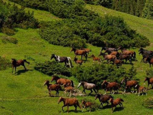 Galeriebild der Unterkunft Guest house BARHAT in Bar-Bulak