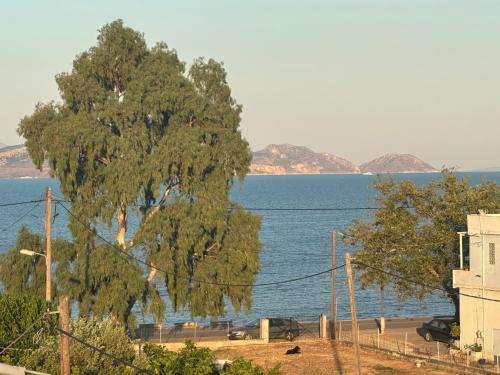 a large tree next to a large body of water at Argoliki Thalassa in Míloi