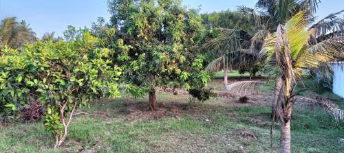 Zahrada ubytování PADSARO - ROSE of SHARON at ECR, Chennai