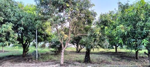 Zahrada ubytování PADSARO - ROSE of SHARON at ECR, Chennai