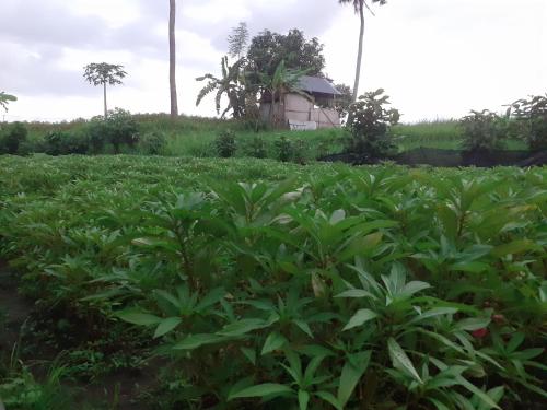 Um jardim em Griya Bun Sari