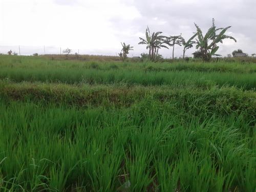 Foto da galeria de Griya Bun Sari em Sukawati