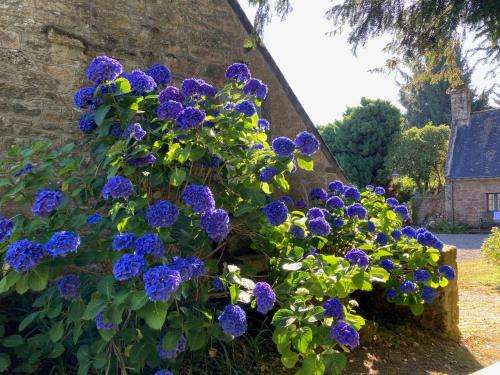 a bush of purple flowers next to a stone wall at Gîtes du Gohic in Quistinic