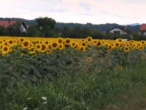 a field of sunflowers in a field at Blossom Cottage - Sustainable Tourism Retreat in Laktaši