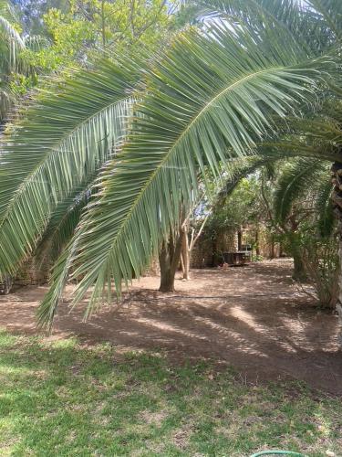a palm tree in a field next to a tree at Dar Harmattan in Essaouira
