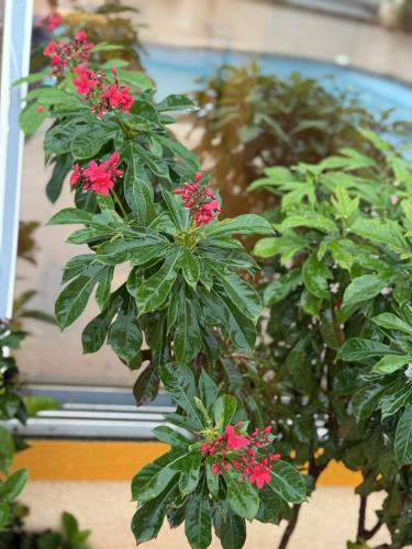 a plant with pink flowers in front of a mirror at Pali Retreat Riverside Stay with Pool in Pali