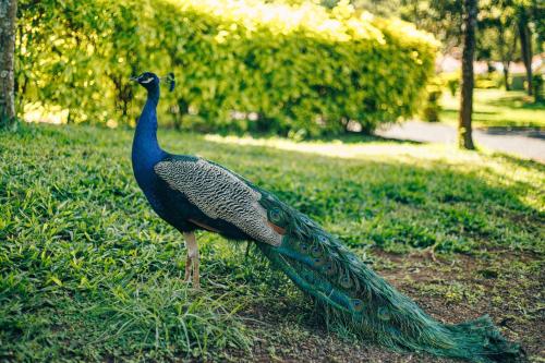 a peacock standing in the grass in a park at Solio Gardens Nanyuki in Nanyuki