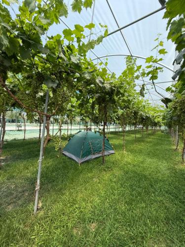 Zahrada ubytování Agro Camping Harmony