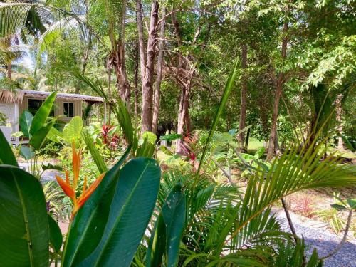 a garden with a lot of plants and trees at Secret Palm in Koh Phangan