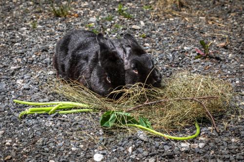 a black rabbit laying on the ground next to some grass at Mittergasteggut in Pfarrwerfen