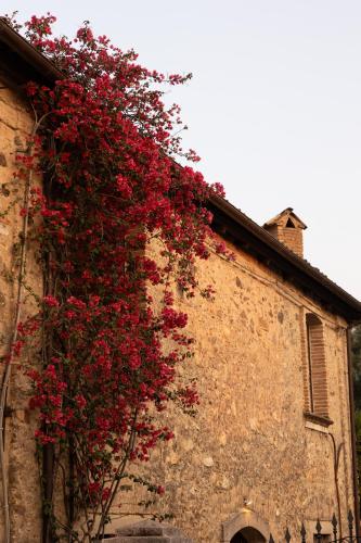 a plant with red flowers on the side of a building at Casa Qafiz 