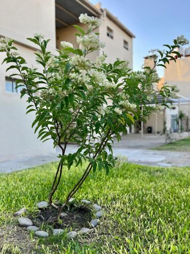 a small tree with white flowers in the grass at HOTEL LOS TILOS RECONQUISTA in Reconquista