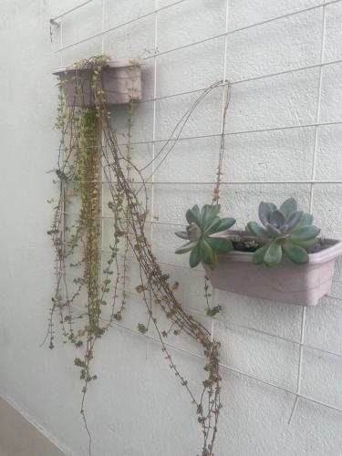 a wall with two potted plants on a wall at Kitnet Adorável na sedede Aracruz ES 1KM do centro individual wifi cozinha equipada in Aracruz