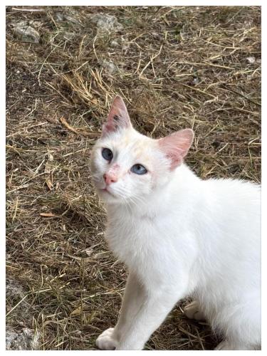 a white cat is standing in the grass at Bosc in Lauzerte
