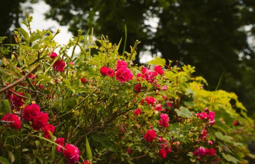 Ein paar rosa Blumen im Garten in der Unterkunft Longford Holiday Kitty Kiernan's Self Catering Thatch Cottage in Longford