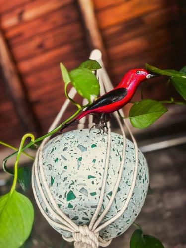 a red bird sitting on top of a plant at Sítio Passarim in São Francisco Xavier