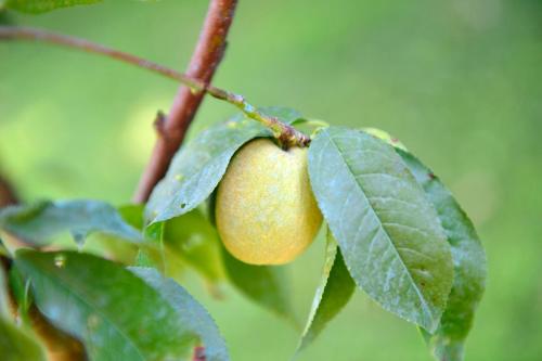 a close up of a peach on a tree branch at Le Mas Des Aigras - Hôtel & Restaurant de Charme en Provence in Orange