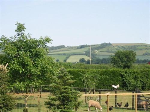 a couple of sheep grazing in a field at Wayside B&B in Chittoe