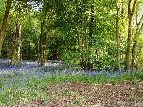 a forest filled with bluebonnets and trees at Wayside B&B in Chittoe