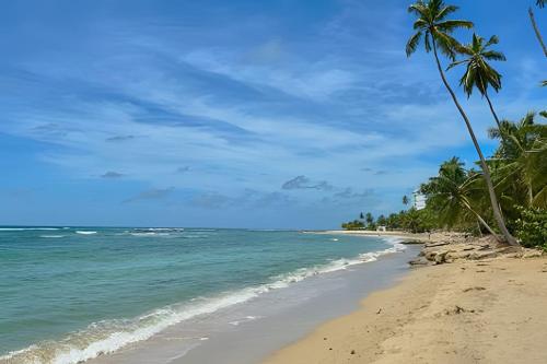 a beach with palm trees and the ocean at Caribbean Nature Sourrounded Refuge Apartment in Juan Dolio