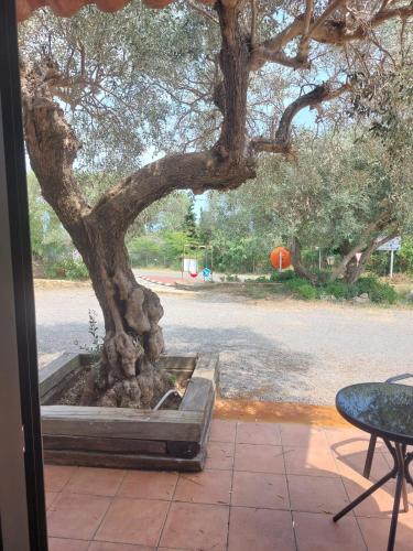 a large tree in a planter next to a table at Hotel Nuevo Ondina in Begur