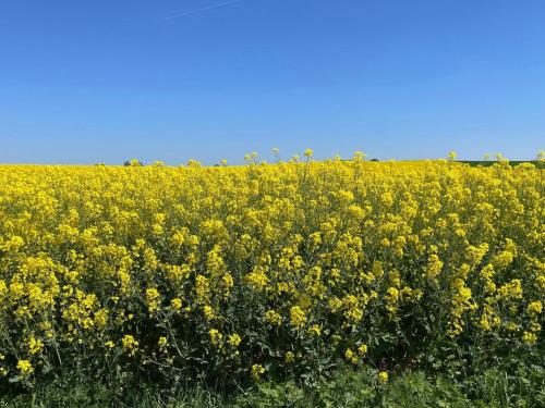 a field of yellow flowers with a blue sky in the background at 4 star holiday home in HÖLLVIKEN in Höllviken