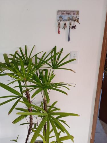 a plant in a room next to a wall at Trem Bão de Dormir in Recife