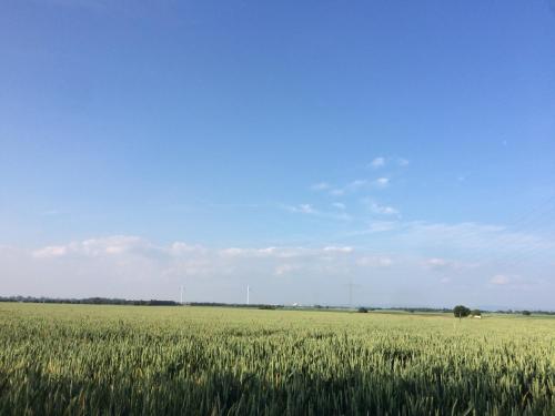 a field of green grass with a blue sky at Alte Heimat in Schwegenheim