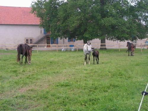 Zvířata v prázdninového domu nebo okolí