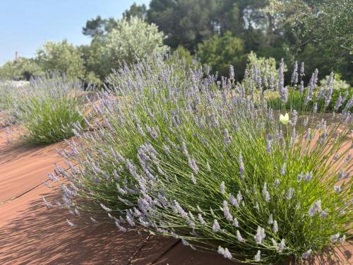 Photo de la galerie de l'établissement Villa Noyau & Pépin, à Rognes