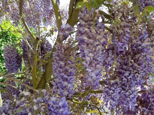 a bunch of purple flowers on a tree at Évasion à Luzillé : Havre de Paix avec Jardin Privatif, proche Chenonceau et Beauval - FR-1-381-303 in Luzillé