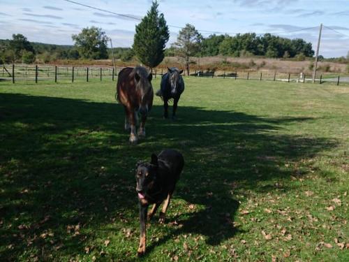 three horses and a dog standing in a field at Maison familiale rénovée avec jardin, idéale pour 6 pers., proche forêt et activités, animaux acceptés - FR-1-616-4 in Saint-Michel-de-Double