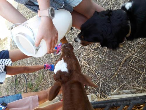 a person feeding a dog from a milk container at Gîte Rustique avec Terrasse, Jardin Privatif et Visite de Ferme à Vêtre-sur-Anzon - FR-1-496-290 in Saint-Julien-la-Vêtre