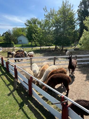 a herd of sheep standing next to a fence at Kuća za odmor Raguž in Andrijaševci
