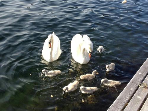 a group of swans and ducks in the water at Captain's House With Private Dock In Bamble in Stathelle