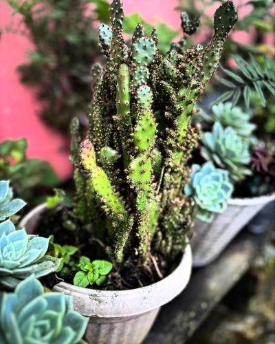 a plant in a pot on a table with other plants at Sohag homestay in Kalimpong