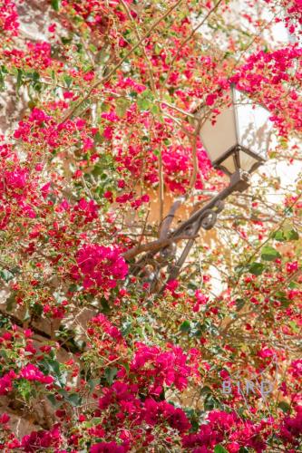 Κήπος έξω από το Cozy 3-room apartment in the heart of the village of Fayence