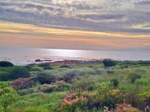 a field of flowers with the ocean in the background at West Coast Rock in St Helena Bay