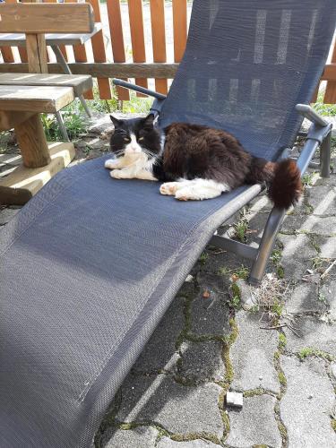 a black and white cat laying on a chair at Brunnsteffl - Ferienhaus Lindner in Sankt Andrä-Höch