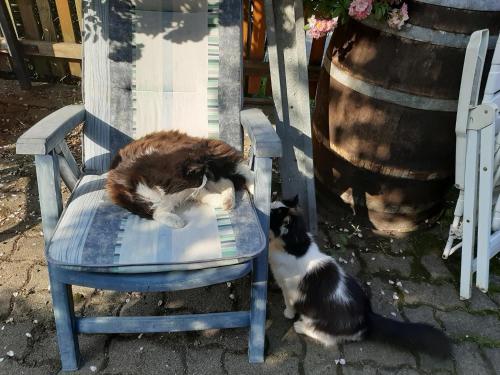 two cats laying on a blue chair next to a barrel at Brunnsteffl - Ferienhaus Lindner in Sankt Andrä-Höch