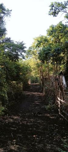 a dirt road in a forest with trees on it at PINOY YOGA POLE PIYOPO LA UNION fan kubo 4 pax in Rimus
