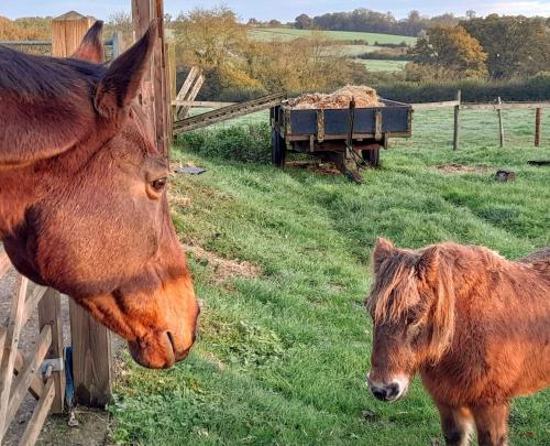 a horse and a baby horse standing next to a fence at Knoll Hill Farm, The Place To Stay in Frome