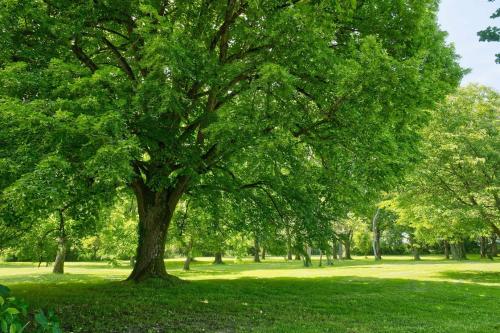 a large tree in a park with green grass at Les Essarts dépendance in Châtillon-sur-Indre