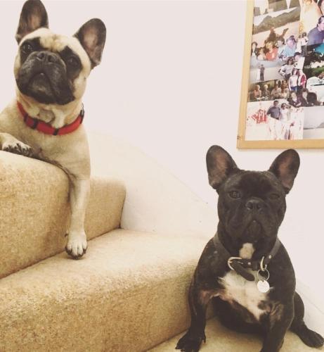 a dog sitting on the stairs next to another dog at Shakespeare's View in Stratford-upon-Avon