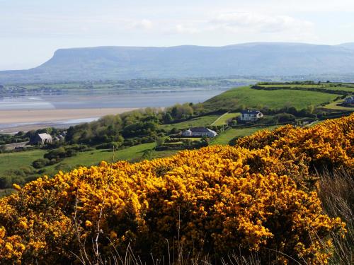 a field of yellow flowers on a hill next to a body of water at Lough Gara Lodge Self Catering in Gorteen