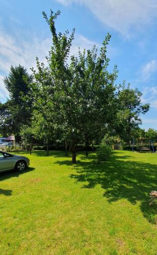 a tree in a field with a car parked next to it at Pod orzechem in Osieki