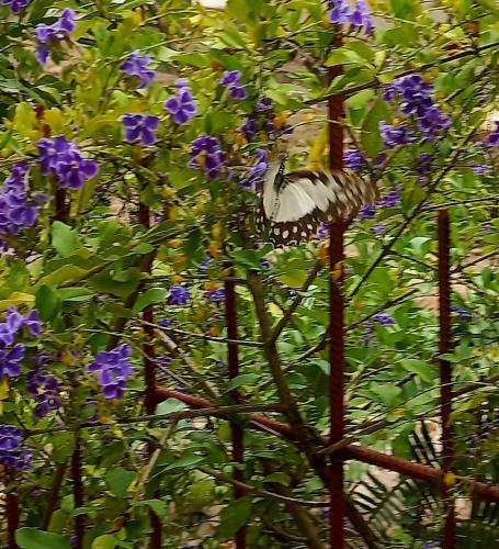 Κήπος έξω από το Busy Bee Nature Residence