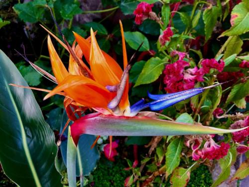 an orange and blue flower next to a bunch of flowers at NEW Atitlan Lakefront, Casa Sabiduria in San Marcos La Laguna